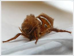 Attēlu rezultāti vaicājumam “Hepialus sylvina”