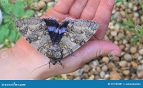 Attēlu rezultāti vaicājumam “Catocala fraxini”