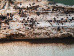 Attēlu rezultāti vaicājumam “Comatricha nigra stalked”