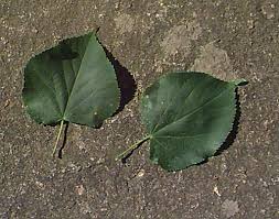 Attēlu rezultāti vaicājumam “Tilia cordata leaf”
