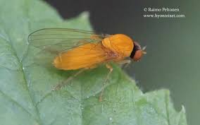 Attēlu rezultāti vaicājumam “Agathomyia wankowiczii”