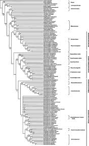 Attēlu rezultāti vaicājumam “Rhynchostegiella tenella sporophyte”