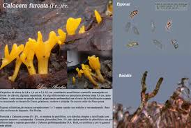 Attēlu rezultāti vaicājumam “Calocera glossoides”