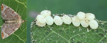 Attēlu rezultāti vaicājumam “Eulithis testata”