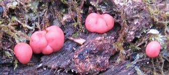 Attēlu rezultāti vaicājumam “Lycogala leopardinum young”