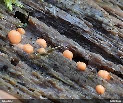 Attēlu rezultāti vaicājumam “Lycogala sphaeroconicum macro”