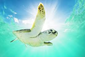 Image result for Chelonia mydas