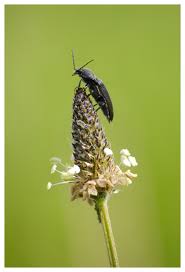 Attēlu rezultāti vaicājumam “Cidnopus aeruginosus”