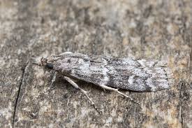 Attēlu rezultāti vaicājumam “Dioryctria abietella”