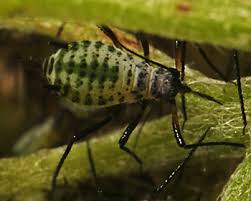 Attēlu rezultāti vaicājumam “Macrosiphoniella millefolii”