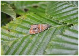 Attēlu rezultāti vaicājumam “Olethreutes arcuella”