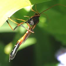 Attēlu rezultāti vaicājumam “Oxyrrhynchium hians var. rigidum”
