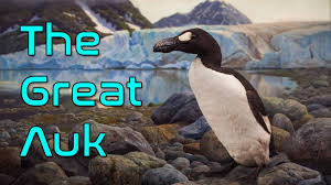 Image result for Pinguinus impennis