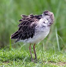 Attēlu rezultāti vaicājumam “Philomachus pugnax”