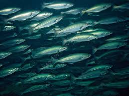 Image result for Pollachius virens