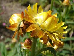 Image result for Helichrysum bracteatum