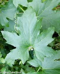 Attēlu rezultāti vaicājumam “Bryonia alba leaf”
