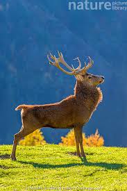 Attēlu rezultāti vaicājumam “Cervus elaphus”