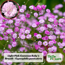 Attēlu rezultāti vaicājumam “Gypsophila fastigiata flower”