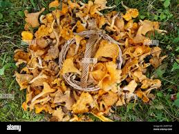 Attēlu rezultāti vaicājumam “Cantharellus cibarius”