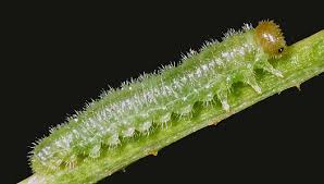 Attēlu rezultāti vaicājumam “Schizotus pectinicornis larva”