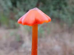 Attēlu rezultāti vaicājumam “Hygrocybe pseudoconica”