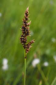 Attēlu rezultāti vaicājumam “Carex diandra”