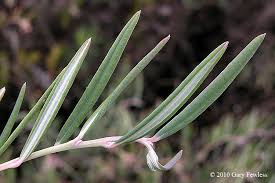 Attēlu rezultāti vaicājumam “Andromeda polifolia leaf”