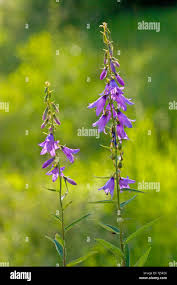 Attēlu rezultāti vaicājumam “Campanula rapunculoides flower”