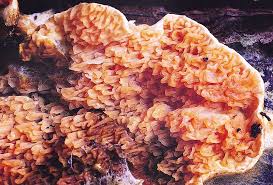 Attēlu rezultāti vaicājumam “Leucogyrophana mollusca”