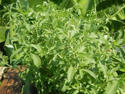 Image result for Stevia rebaudiana