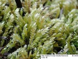 Attēlu rezultāti vaicājumam “Breidleria pratensis”