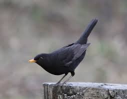 Attēlu rezultāti vaicājumam “Turdus merula male”