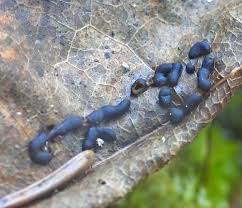 Attēlu rezultāti vaicājumam “Trichia longipalpis spores”