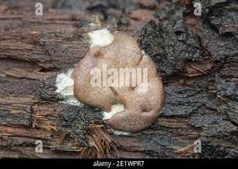 Attēlu rezultāti vaicājumam “Dictydiaethalium plumbeum”