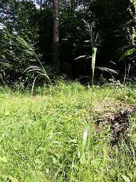 Attēlu rezultāti vaicājumam “Festuca gigantea”