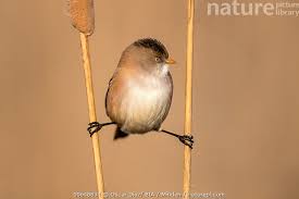Attēlu rezultāti vaicājumam “Panurus biarmicus female”