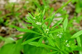 Attēlu rezultāti vaicājumam “Galium aparine”