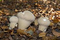 Attēlu rezultāti vaicājumam “Calvatia excipuliformis”