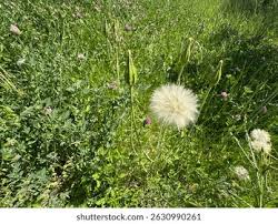Attēlu rezultāti vaicājumam “Tragopogon heterospermus bud”