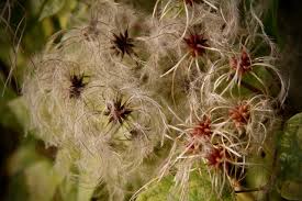 Attēlu rezultāti vaicājumam “Clematis fruit”