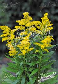 Attēlu rezultāti vaicājumam “Solidago canadensis flower”