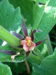 Attēlu rezultāti vaicājumam “Herminium monorchis fruit”