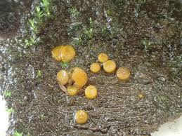 Attēlu rezultāti vaicājumam “Miladina lecithina”