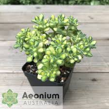 Image result for Aichryson