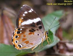 Attēlu rezultāti vaicājumam “Riodinidae”