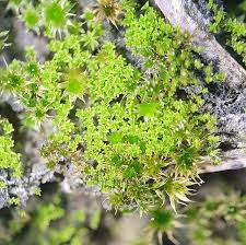 Attēlu rezultāti vaicājumam “Gymnostomum aeruginosum”