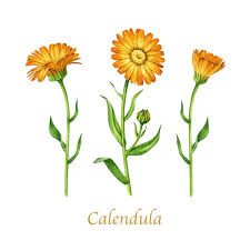 Attēlu rezultāti vaicājumam “Calendula officinalis leaf”
