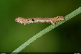 Attēlu rezultāti vaicājumam “Cetrelia sp.”