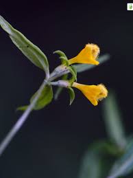 Attēlu rezultāti vaicājumam “Melampyrum sylvaticum flower”